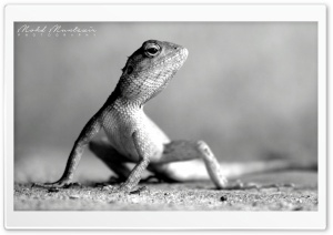 Lizard Pose Ultra HD Wallpaper for 4K UHD Widescreen desktop, tablet & smartphone