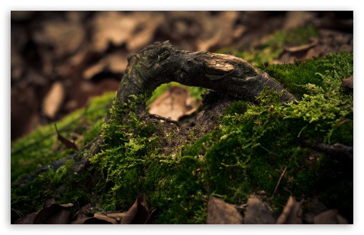 Log Covered In Moss UltraHD Wallpaper for UHD 16:9 ; HD 16:9 ; UltraWide 32:9 32:10 ; Widescreen 16:10 5:3 ; Fullscreen 4:3 5:4 3:2 ; Tablet 1:1 ; Mobile 3:5 3:4 ; Dual 16:10 5:3 16:9 4:3 5:4 ;