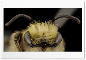 Lonchopria Similis, Desert Bee, Pollinator, Macro, Portrait 4K UHD Wallpaper for Widescreen and UltraWide Desktop, UltraHD TV, Smartphone, Tablet