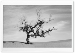 Lone Desert Tree Black and White 4K UHD Wallpaper for Widescreen and UltraWide Desktop, UltraHD TV, Smartphone, Tablet
