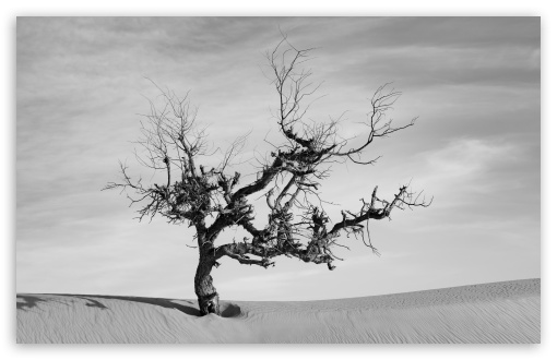 Lone Desert Tree Black and White UltraHD Wallpaper for UHD 16:9 ; HD 16:9 ; UltraWide 21:9 24:10 ; Widescreen 16:10 ; Tablet 1:1 ;