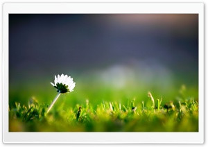 Lone Flower Ultra HD Wallpaper for 4K UHD Widescreen desktop, tablet & smartphone