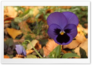 Lone Pansy Autumn Ultra HD Wallpaper for 4K UHD Widescreen desktop, tablet & smartphone