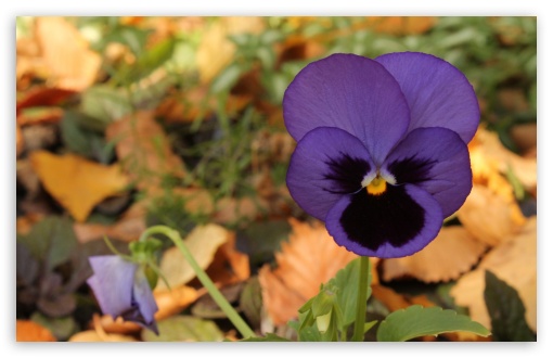 Lone Pansy Autumn UltraHD Wallpaper for HD 16:9 ; Widescreen 16:10 5:3 ; Fullscreen 4:3 5:4 3:2 ; Tablet 1:1 ; Mobile 3:5 3:4 ;