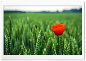Lone Poppy Ultra HD Wallpaper for 4K UHD Widescreen desktop, tablet & smartphone