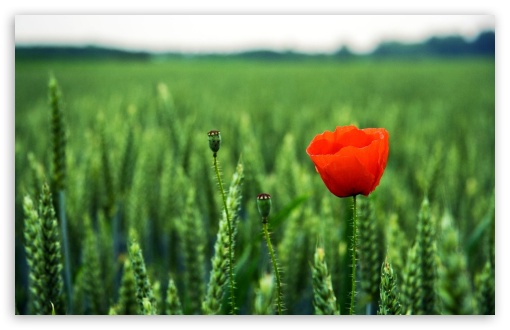 Lone Poppy UltraHD Wallpaper for HD 16:9 ; Widescreen 16:10 5:3 ; Fullscreen 4:3 5:4 3:2 ; Tablet 1:1 ; Mobile 3:5 3:4 ;