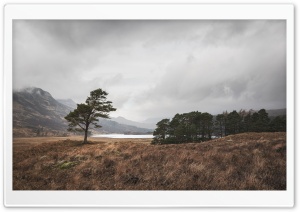 Lone Scots Pine Landscape Ultra HD Wallpaper for 4K UHD Widescreen desktop, tablet & smartphone