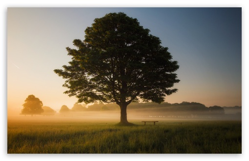 Lone Tree at Sunrise UltraHD Wallpaper for UHD 16:9 ; HD 16:9 ; UltraWide 21:9 24:10 ; Widescreen 16:10 ; Fullscreen 3:2 ; Tablet 1:1 ; Mobile 9:16 9:19.5 9:20 9:21 ;