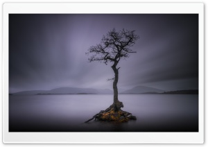 Lone Tree, Calm Water Lake, Long Exposure Ultra HD Wallpaper for 4K UHD Widescreen desktop, tablet & smartphone