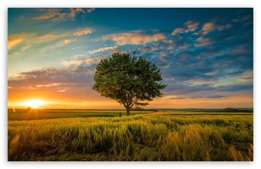 Lone Tree in a Field, Aesthetic UltraHD Wallpaper for UHD 16:9 ; HD 16:9 ; UltraWide 21:9 24:10 32:9 32:10 ; Widescreen 16:10 5:3 ; Fullscreen 4:3 5:4 3:2 ; Tablet 1:1 ; Mobile 9:16 9:19.5 9:20 9:21 9:22 10:16 2:3 3:5 3:4 ; Dual 16:10 5:3 16:9 4:3 5:4 3:2 ;