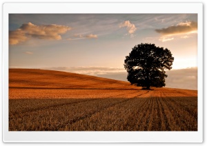 Lone Tree In Field, Autumn Ultra HD Wallpaper for 4K UHD Widescreen desktop, tablet & smartphone