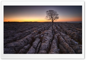 Lone Tree, Limestone pavement, Malham Ultra HD Wallpaper for 4K UHD Widescreen desktop, tablet & smartphone