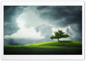 Lone Tree on a Hill Ultra HD Wallpaper for 4K UHD Widescreen desktop, tablet & smartphone