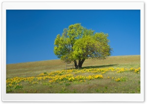 Lone Tree on Hill with Balsamroot Flowers 4K UHD Wallpaper for Widescreen and UltraWide Desktop, UltraHD TV, Smartphone, Tablet