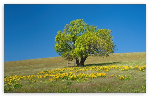 Lone Tree on Hill with Balsamroot Flowers UltraHD Wallpaper for UHD 16:9 ; HD 16:9 ; UltraWide 21:9 24:10 ; Widescreen 16:10 ; Tablet 1:1 ;