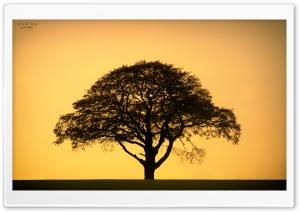 Lone Tree silhouette Ultra HD Wallpaper for 4K UHD Widescreen desktop, tablet & smartphone