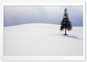 Lone Tree, Winter Ultra HD Wallpaper for 4K UHD Widescreen desktop, tablet & smartphone