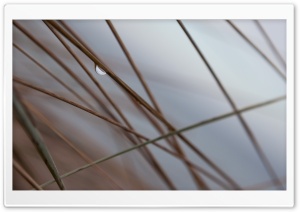 Lone Water Drop Ultra HD Wallpaper for 4K UHD Widescreen desktop, tablet & smartphone
