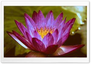Lone Water Lily Ultra HD Wallpaper for 4K UHD Widescreen desktop, tablet & smartphone