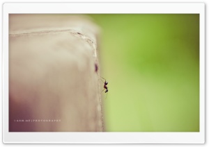 Lonely Ant Ultra HD Wallpaper for 4K UHD Widescreen desktop, tablet & smartphone