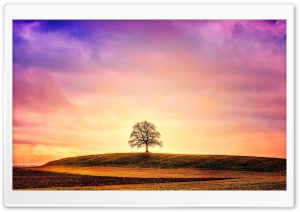 Lonely Barren Tree Ultra HD Wallpaper for 4K UHD Widescreen desktop, tablet & smartphone