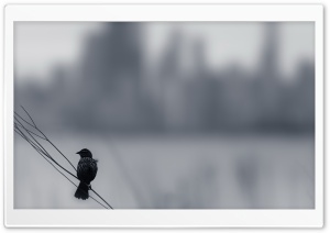Lonely Bird Ultra HD Wallpaper for 4K UHD Widescreen desktop, tablet & smartphone