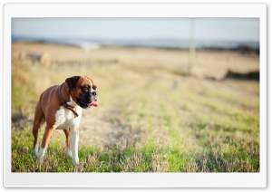 Lonely Boxer Dog Ultra HD Wallpaper for 4K UHD Widescreen desktop, tablet & smartphone