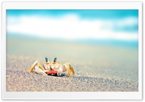 Lonely Crab Ultra HD Wallpaper for 4K UHD Widescreen desktop, tablet & smartphone