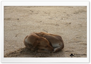 Lonely dog Ultra HD Wallpaper for 4K UHD Widescreen desktop, tablet & smartphone