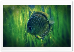 Lonely Fish Ultra HD Wallpaper for 4K UHD Widescreen desktop, tablet & smartphone