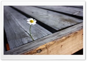 Lonely Flower Ultra HD Wallpaper for 4K UHD Widescreen desktop, tablet & smartphone