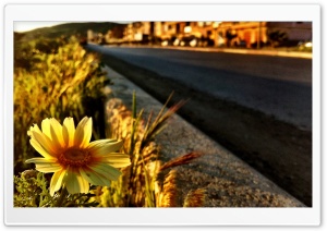Lonely flower 4K UHD Wallpaper for Widescreen and UltraWide Desktop, UltraHD TV, Smartphone, Tablet