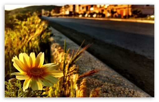 Lonely flower UltraHD Wallpaper for HD 16:9 ; Widescreen 16:10 5:3 ; Fullscreen 4:3 ;