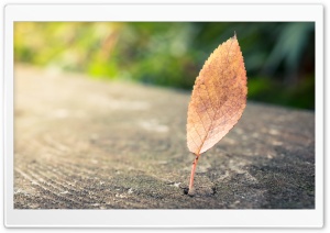 Lonely Leaf Ultra HD Wallpaper for 4K UHD Widescreen desktop, tablet & smartphone
