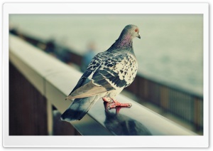 Lonely Pigeon Ultra HD Wallpaper for 4K UHD Widescreen desktop, tablet & smartphone
