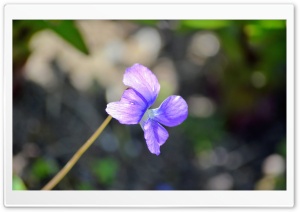Lonely Purple Bloom Ultra HD Wallpaper for 4K UHD Widescreen desktop, tablet & smartphone