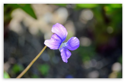 Lonely Purple Bloom UltraHD Wallpaper for UHD 16:9 2160p 1440p 1080p 900p 720p ; 8K UHD TV 16:9 Ultra High Definition 2160p 1440p 1080p 900p 720p ; UltraWide 21:9 24:10 ; Widescreen 16:10 5:3 WHXGA WQXGA WUXGA WXGA WGA ; Fullscreen 4:3 5:4 3:2 UXGA XGA SVGA QSXGA SXGA DVGA HVGA HQVGA ( Apple PowerBook G4 iPhone 4 3G 3GS iPod Touch ) ; Tablet 1:1 ; Mobile 9:16 2:3 3:5 3:4 - ;