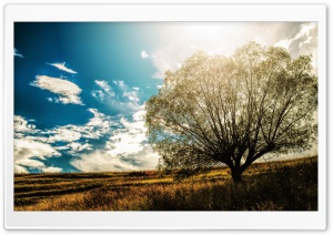 Lonely Tree In The Field Ultra HD Wallpaper for 4K UHD Widescreen desktop, tablet & smartphone