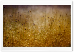 Long Grass, Summer Ultra HD Wallpaper for 4K UHD Widescreen desktop, tablet & smartphone