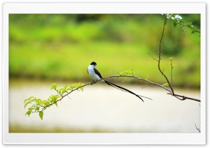 Long Tailed Bird Ultra HD Wallpaper for 4K UHD Widescreen desktop, tablet & smartphone