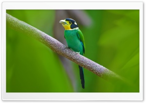 Long-tailed Broadbill Bird Ultra HD Wallpaper for 4K UHD Widescreen Desktop, Lockscreen, Screensaver, TV, Tablet, Smartphone