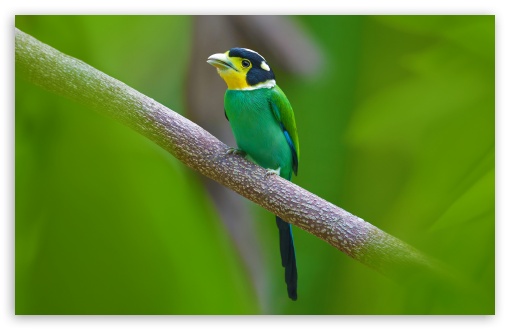 Long-tailed Broadbill Bird UltraHD Wallpaper for UHD 16:9 2160p 1440p 1080p 900p 720p ; 8K UHD TV 16:9 Ultra High Definition 2160p 1440p 1080p 900p 720p ; UltraWide 21:9 24:10 ; Widescreen 16:10 5:3 WHXGA WQXGA WUXGA WXGA WGA ; Fullscreen 4:3 5:4 3:2 UXGA XGA SVGA QSXGA SXGA DVGA HVGA HQVGA ( Apple PowerBook G4 iPhone 4 3G 3GS iPod Touch ) ; Tablet 1:1 ; Mobile 9:16 2:3 3:5 3:4 - ;