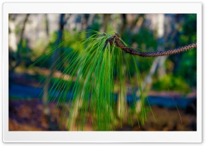 Longleaf Pine Ultra HD Wallpaper for 4K UHD Widescreen desktop, tablet & smartphone