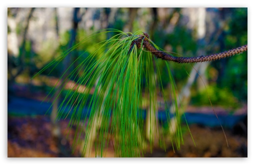 Longleaf Pine UltraHD Wallpaper for Wide 16:10 5:3 Widescreen WHXGA WQXGA WUXGA WXGA WGA ; 8K UHD TV 16:9 Ultra High Definition 2160p 1440p 1080p 900p 720p ; UHD 16:9 2160p 1440p 1080p 900p 720p ; Standard 4:3 5:4 3:2 Fullscreen UXGA XGA SVGA QSXGA SXGA DVGA HVGA HQVGA ( Apple PowerBook G4 iPhone 4 3G 3GS iPod Touch ) ; Tablet 1:1 ; iPad 1/2/Mini ; Mobile 4:3 5:3 3:2 16:9 5:4 - UXGA XGA SVGA WGA DVGA HVGA HQVGA ( Apple PowerBook G4 iPhone 4 3G 3GS iPod Touch ) 2160p 1440p 1080p 900p 720p QSXGA SXGA ;