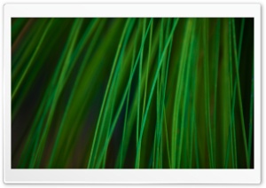 Longleaf Pine Needles Ultra HD Wallpaper for 4K UHD Widescreen desktop, tablet & smartphone