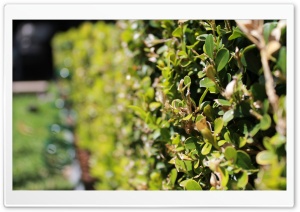 Looking Down The Hedge Ultra HD Wallpaper for 4K UHD Widescreen desktop, tablet & smartphone