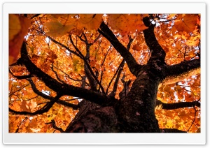 Looking up at Autumn Ultra HD Wallpaper for 4K UHD Widescreen desktop, tablet & smartphone