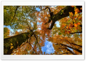 Looking up at the Autumn Ultra HD Wallpaper for 4K UHD Widescreen desktop, tablet & smartphone