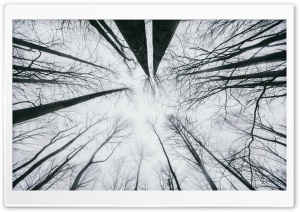 Looking Up at the Sky through Trees Ultra HD Wallpaper for 4K UHD Widescreen desktop, tablet & smartphone
