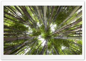 Looking Up In A Bamboo Forest Ultra HD Wallpaper for 4K UHD Widescreen desktop, tablet & smartphone